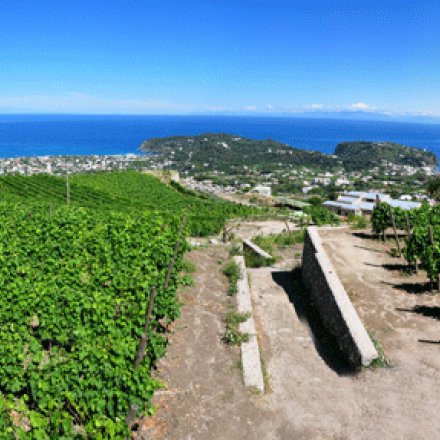 Le vie del vino